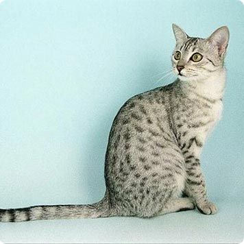 Mau Egipcio